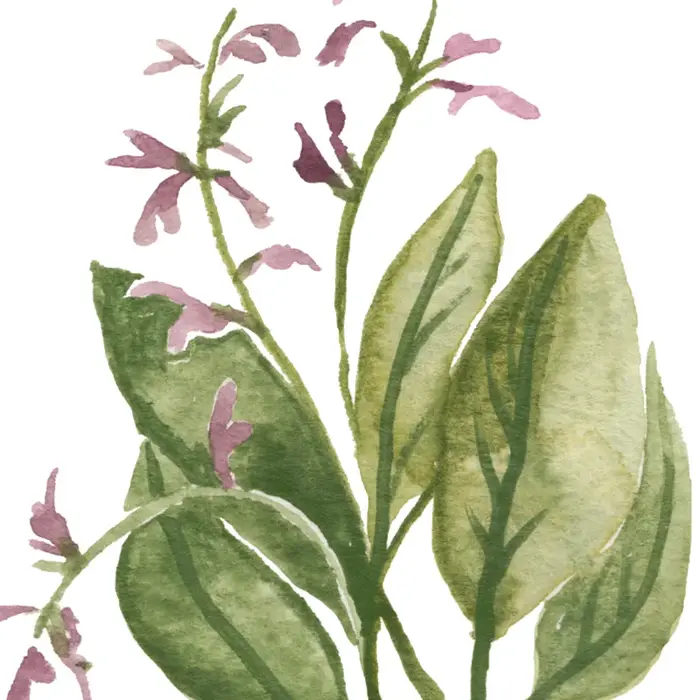 Affiches murales sur toile de Collection d'herbes, peinture de sauge d'organo, romarin, basilic, thym, aquarelle, image murale imprimée, décor de cuisine