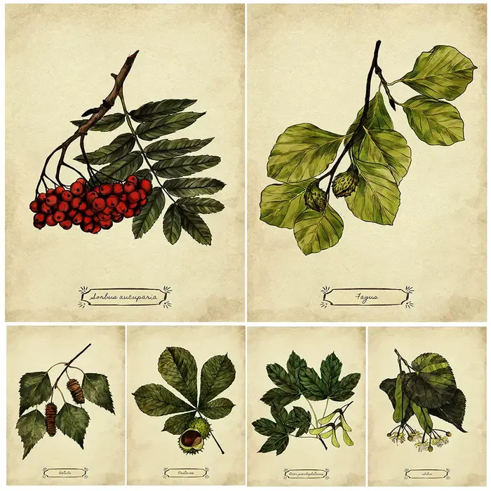 Peinture sur toile d'art mural vintage, illustration de plante de feuilles, art de connaissance d'arbre, impression d'affiche, décoration à la maison, sans cadre